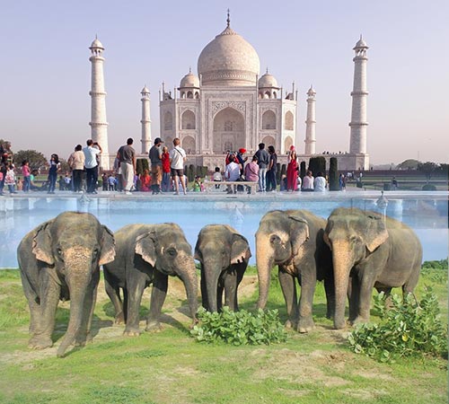 Taj Mahal y los Tigres de la India